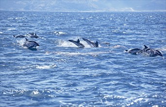 Striped dolphins (Stenella coeruleoalba) swimming together