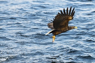 White-tailed eagle (Haliaeetus albicilla) with prey over water