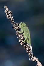 Mediterranean chameleon (Chamaeleo chamaeleon) on dried plant