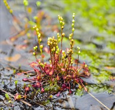 Oblong-leaved sundew (Drosera intermedia) with panicles in a moor pond