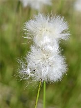 Flowering hare's-tail cottongrass (Eriophorum vaginatum)