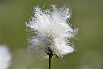 Flowering hare's-tail cottongrass (Eriophorum vaginatum) Detail view in moorland