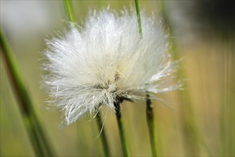 Flowering hare's-tail cottongrass (Eriophorum vaginatum) Detail view in moorland