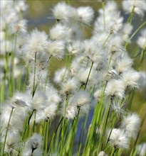 Flowering hare's-tail cottongrass (Eriophorum vaginatum) in moorland