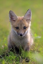 Eastern American Red Fox (Vulpes vulpes fulvus)