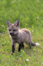 Eastern American Red Fox (Vulpes vulpes fulvus)