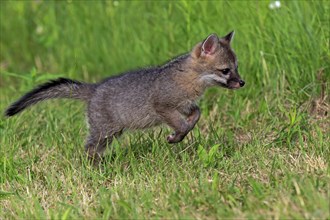 Gray fox (Urocyon cinereoargenteus)