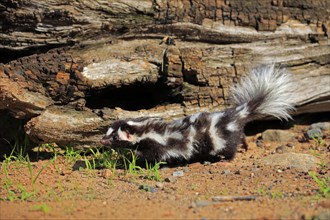 Eastern spotted skunk (Spilogale putorius)