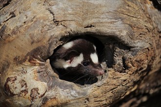 Eastern spotted skunk (Spilogale putorius) looks out of rotten trunk