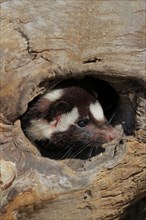 Eastern spotted skunk (Spilogale putorius) looks out of rotten trunk