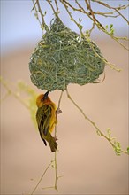 Cape Weaver (Ploceus capensis)