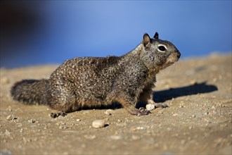 California ground squirrel (Citellus beecheyi)