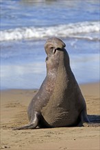 Northern Elephant Seal (Mirounga angustirostris)