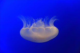 Common jellyfish (Aurelia labiata)