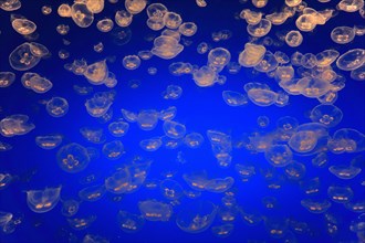 Swarm of Common jellyfish (Aurelia labiata)