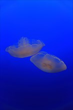 Common jellyfish (Aurelia labiata)