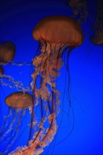 Pacific Sea Nettles (Chrysaora fuscescens)