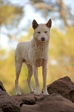 Dingo (Canis familiaris dingo)