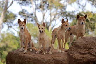 Dingos (Canis familiaris dingo)