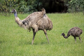 Emus (Dromaius novaehollandiae)