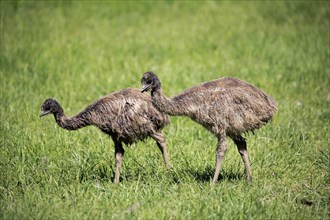 Emus (Dromaius novaehollandiae)