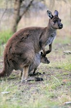 Western gray kangaroo (Macropus fuliginosus fuliginosus)