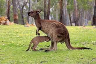 Western gray kangaroo (Macropus fuliginosus fuliginosus)