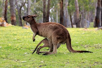 Western gray kangaroo (Macropus fuliginosus fuliginosus)