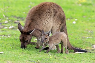 Western gray kangaroo (Macropus fuliginosus fuliginosus)