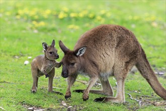 Western gray kangaroo (Macropus fuliginosus fuliginosus)