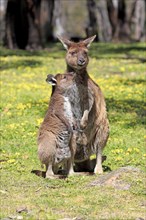 Western gray kangaroo (Macropus fuliginosus fuliginosus)