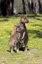 Western gray kangaroo (Macropus fuliginosus fuliginosus)