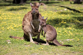 Western gray kangaroo (Macropus fuliginosus fuliginosus)