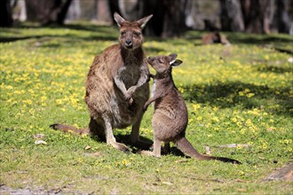 Western gray kangaroo (Macropus fuliginosus fuliginosus)