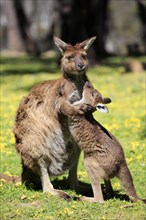 Western gray kangaroo (Macropus fuliginosus fuliginosus)