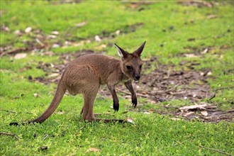 Western gray kangaroo (Macropus fuliginosus fuliginosus)