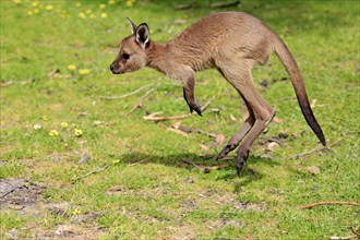 Western gray kangaroo (Macropus fuliginosus fuliginosus)