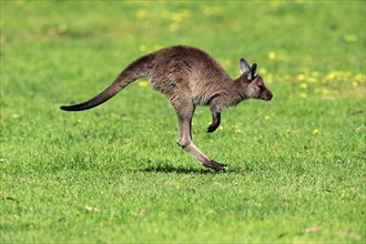 Western gray kangaroo (Macropus fuliginosus fuliginosus)