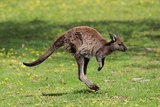 Western gray kangaroo (Macropus fuliginosus fuliginosus)