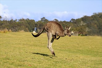 Eastern grey kangaroo (Macropus giganteus)