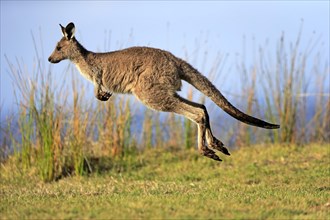 Eastern grey kangaroo (Macropus giganteus)