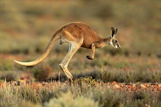 Red kangaroo (Macropus rufus)