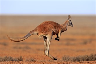 Red kangaroo (Macropus rufus)