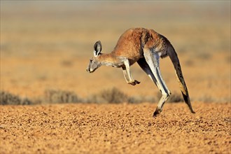 Red kangaroo (Macropus rufus)