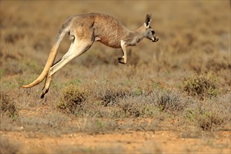 Red kangaroo (Macropus rufus)