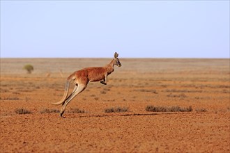 Red kangaroo (Macropus rufus)