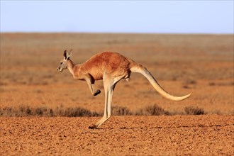 Red kangaroo (Macropus rufus)