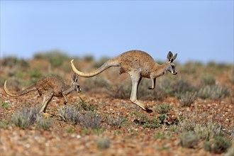 Red kangaroos (Macropus rufus)
