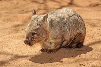 Southern hairy-nosed wombat (Lasiorhinus latifrons)
