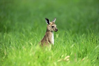 Western gray kangaroo (Macropus fuliginosus)